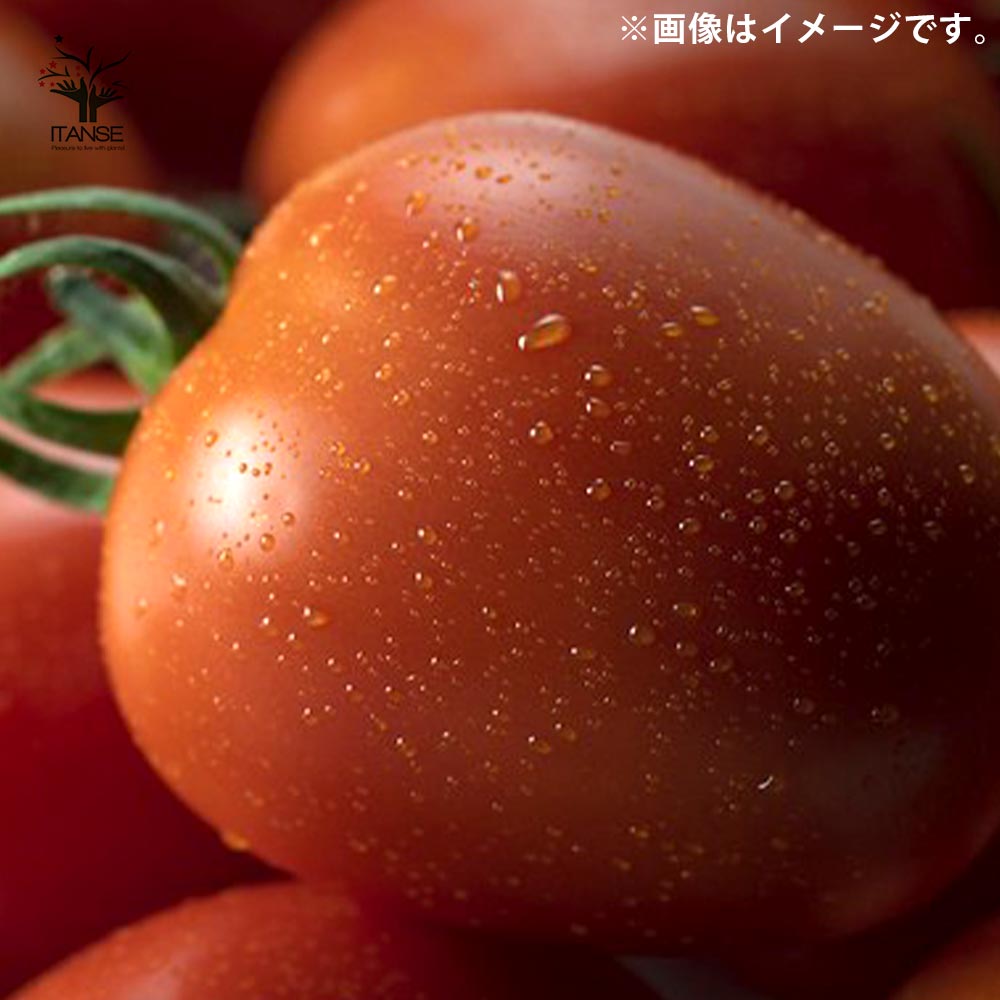 9日発送予定　つつ　アイコ6kg ミニトマト アイコ 3㎏ | Niki series. - 東（あずま）-