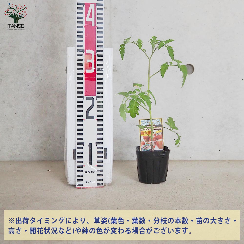 ミニトマトの苗 メイクスイーツ ベロニカ 接木苗2個～【野菜の苗 9cm