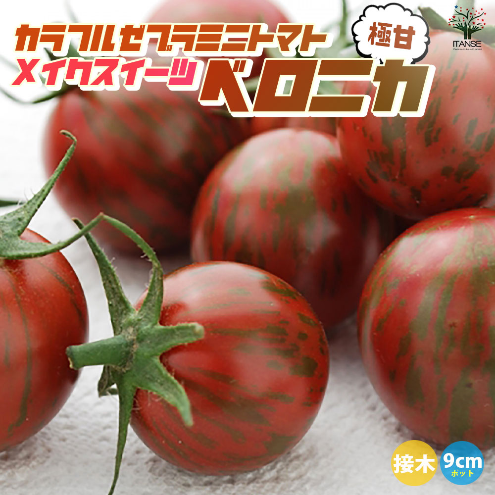 ミニトマトの苗 メイクスイーツ ベロニカ 接木苗2個～【野菜の苗 9cmポット】
