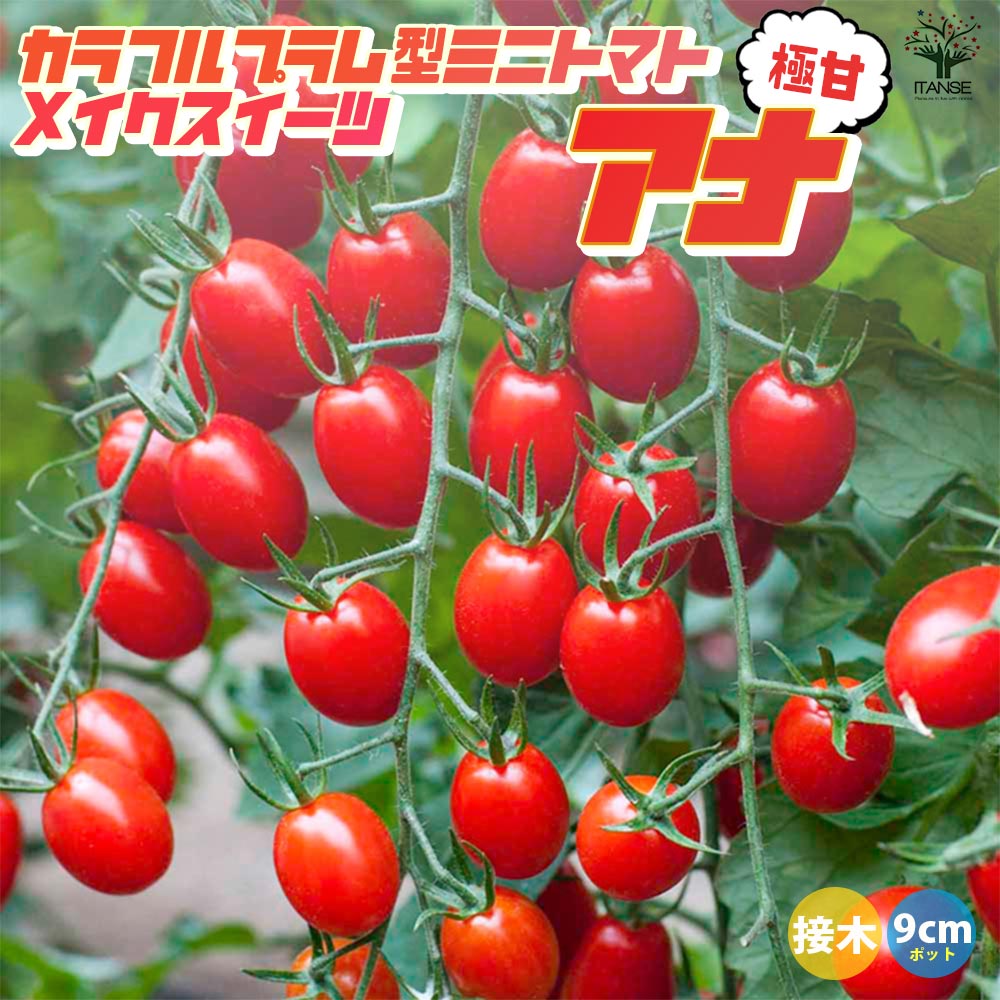 ミニトマトの苗 メイクスイーツ アナ 接木苗2個～【野菜の苗 9cmポット】