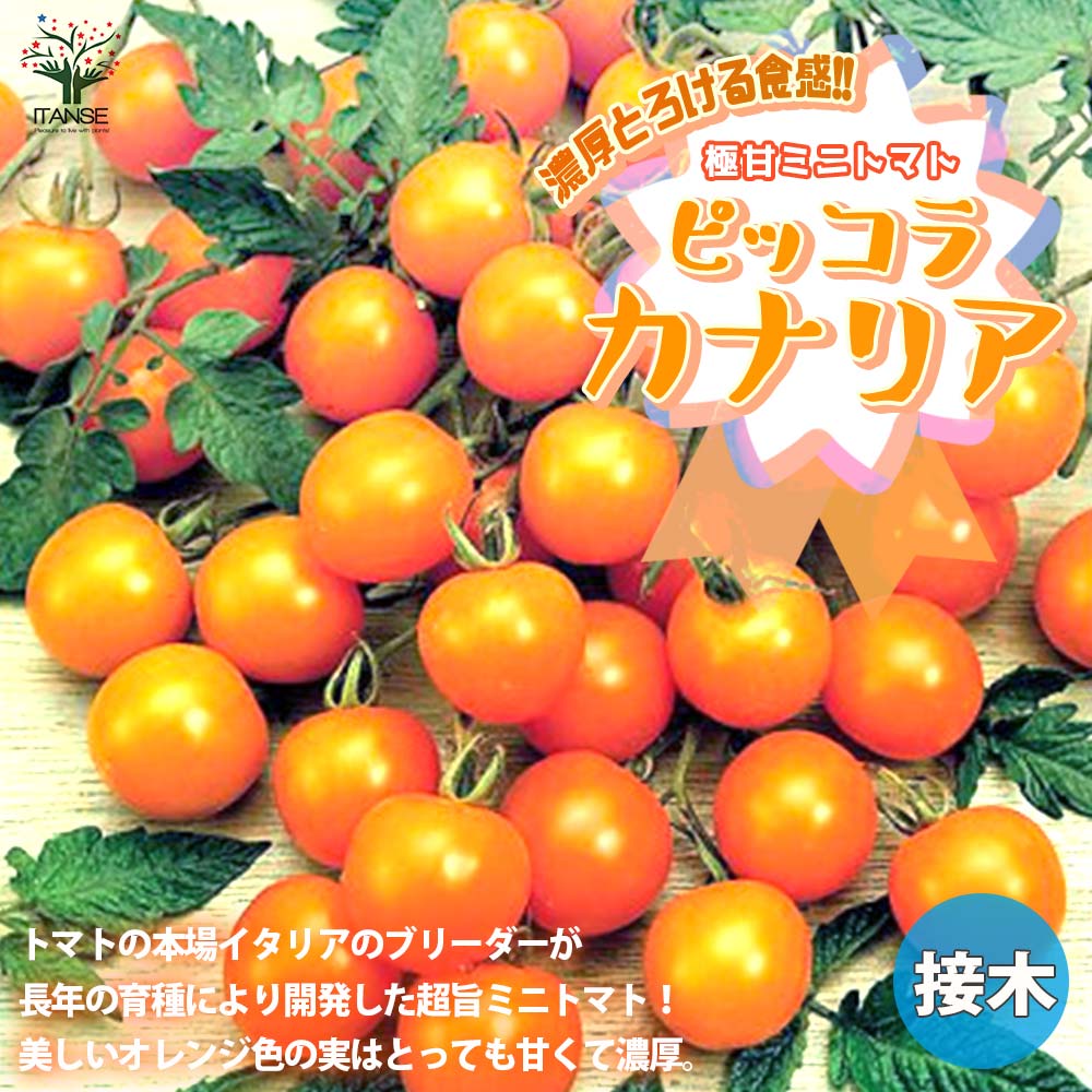 ミニトマトの苗 ピッコラカナリア 接木苗2個～【野菜の苗 9cmポット】