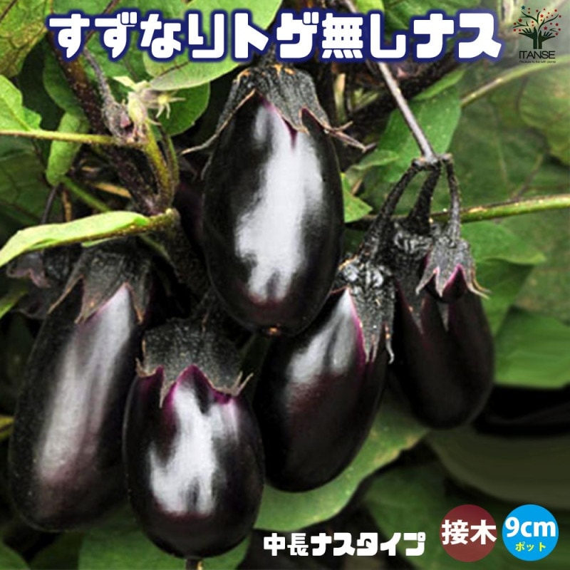 すずなりとげ無しなすの苗(中長ナスタイプ)2個～【野菜苗 9cmポット自