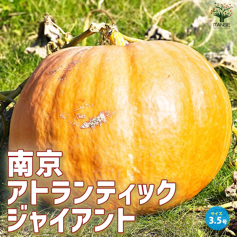 ジャンボ生かぼちゃ 観賞用