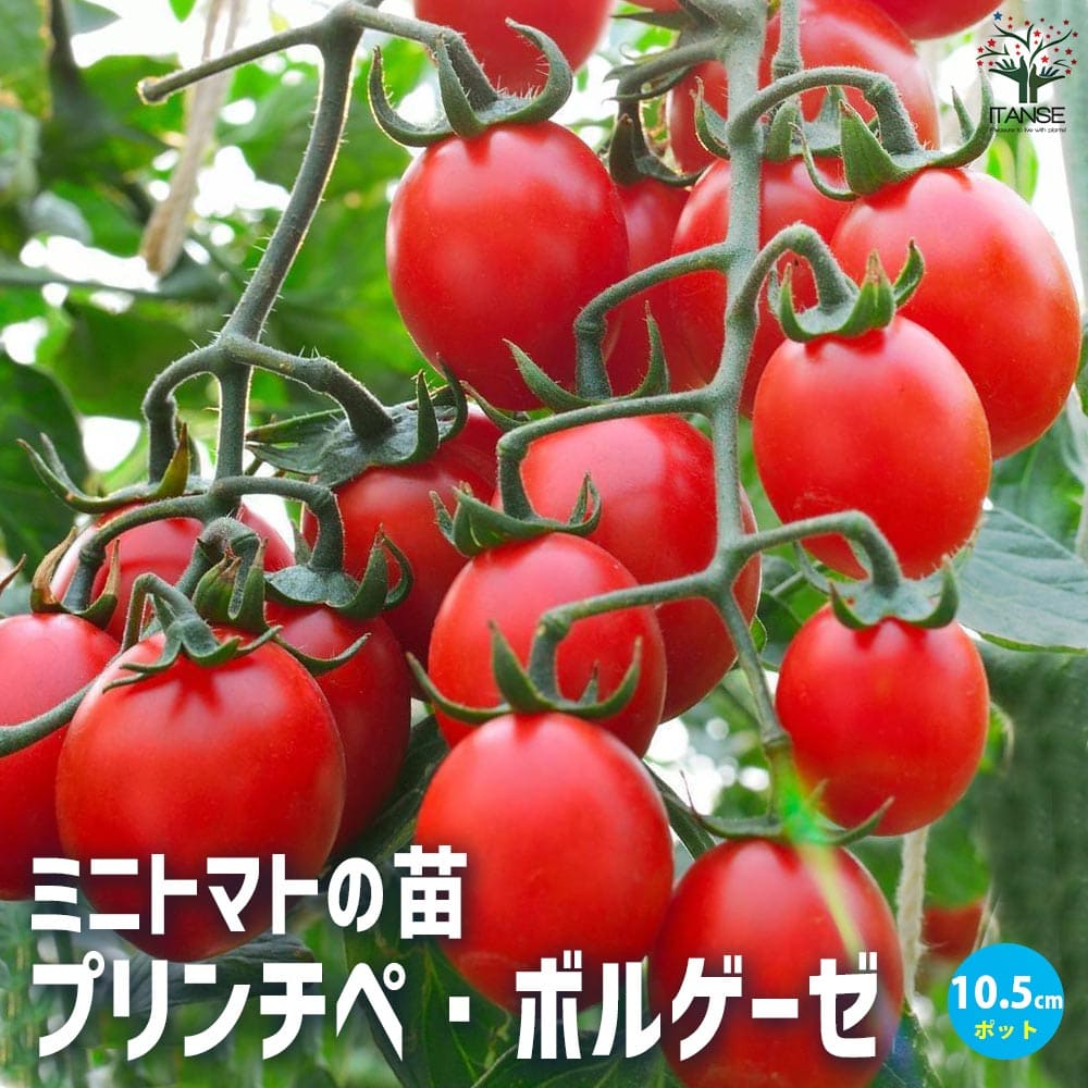 ミニトマト プリンチペ・ボルゲーゼ2個～【野菜の苗 10.5cmポット】
