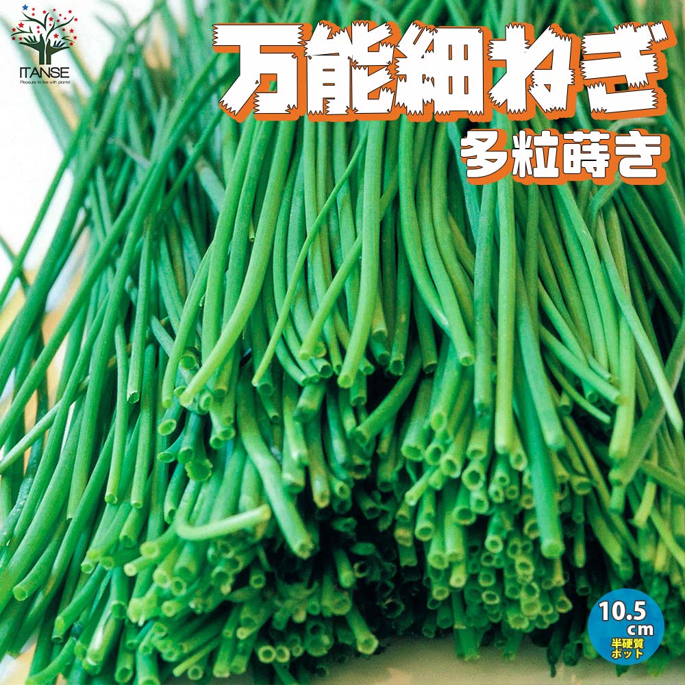 万能細ねぎの苗 多粒蒔き苗／香りが良い 品種:若香 【野菜の苗 10.5cm半硬質ポット 実生苗】