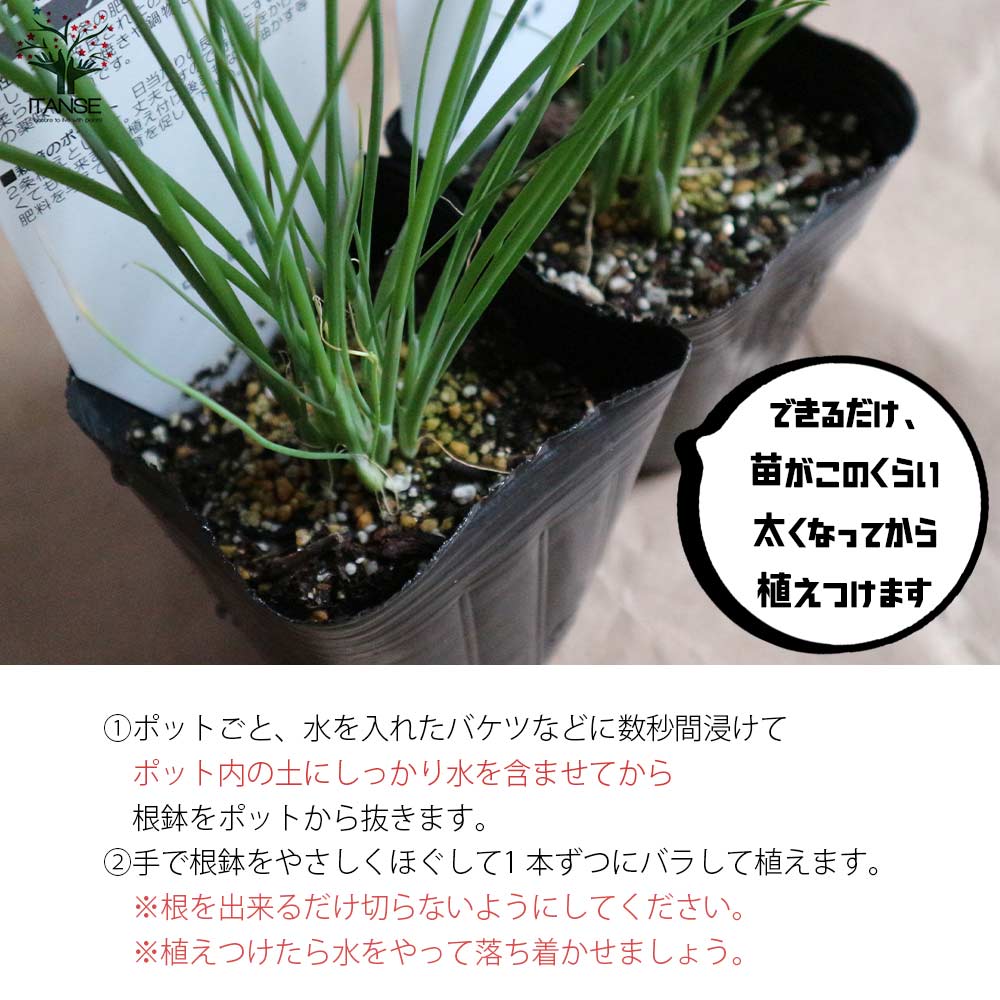 下仁田ねぎの苗 多粒蒔き苗／とろ～り甘い:しもにたネギ2個