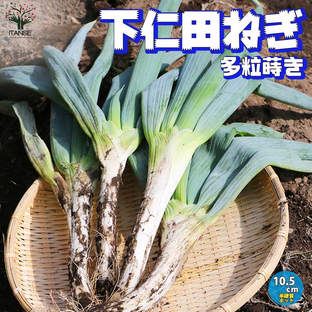 下仁田ねぎの苗 多粒蒔き苗／とろ～り甘い:しもにたネギ2個～【野菜の苗 10.5cm半硬質ポット 実生苗】