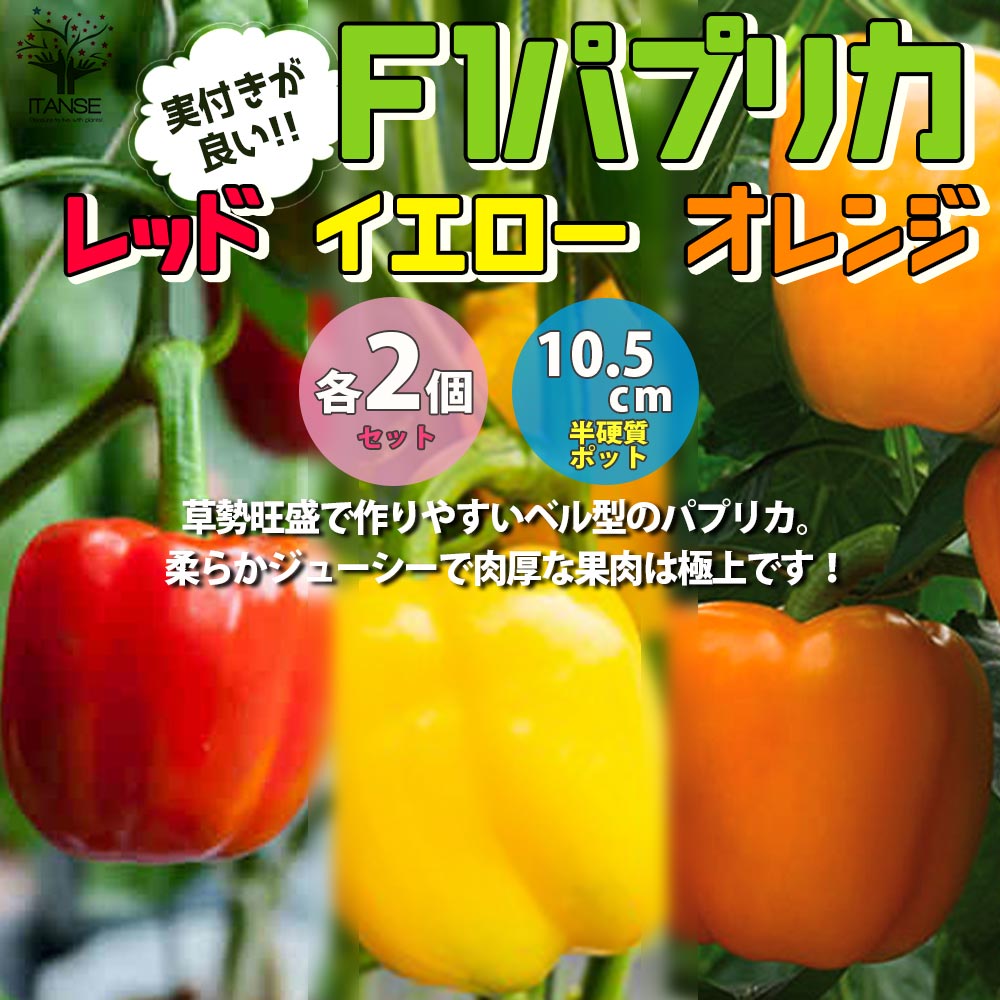 F1パプリカの苗 レッド、イエロー、オレンジ各2個セット 実付きが良い【野菜の苗 10.5cmポット 自根苗／6個セット】