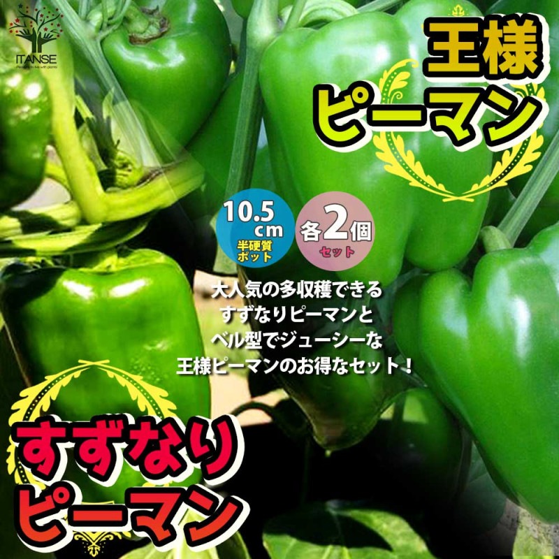 すずなりピーマン2個～【野菜苗 実生苗9cmポット】｜ 【植物の