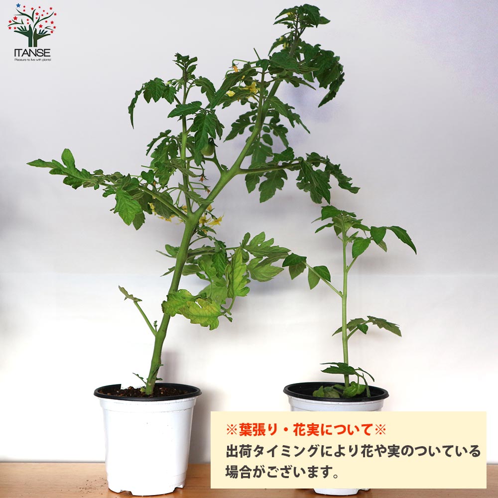ミニトマト❤6苗 アイコ含む ランダム 抜き苗（プラム型ミニトマト 