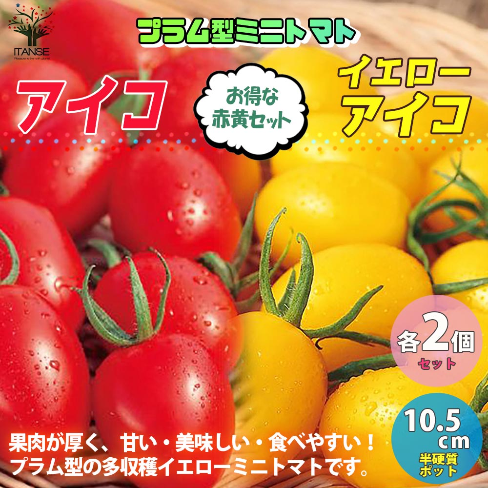 ミニトマトの苗 アイコ、イエローアイコ 高糖度・カラフル・育てやすい【野菜の苗 10.5cmポット 自根苗／4個セット】