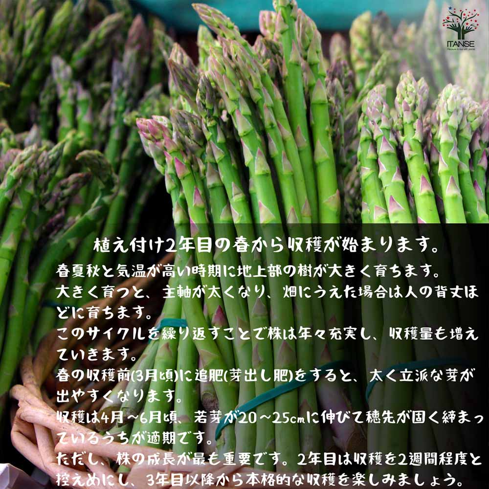 アスパラガス緑(品種:ウェルカム)実生苗【野菜 実生苗9cmポット／3個
