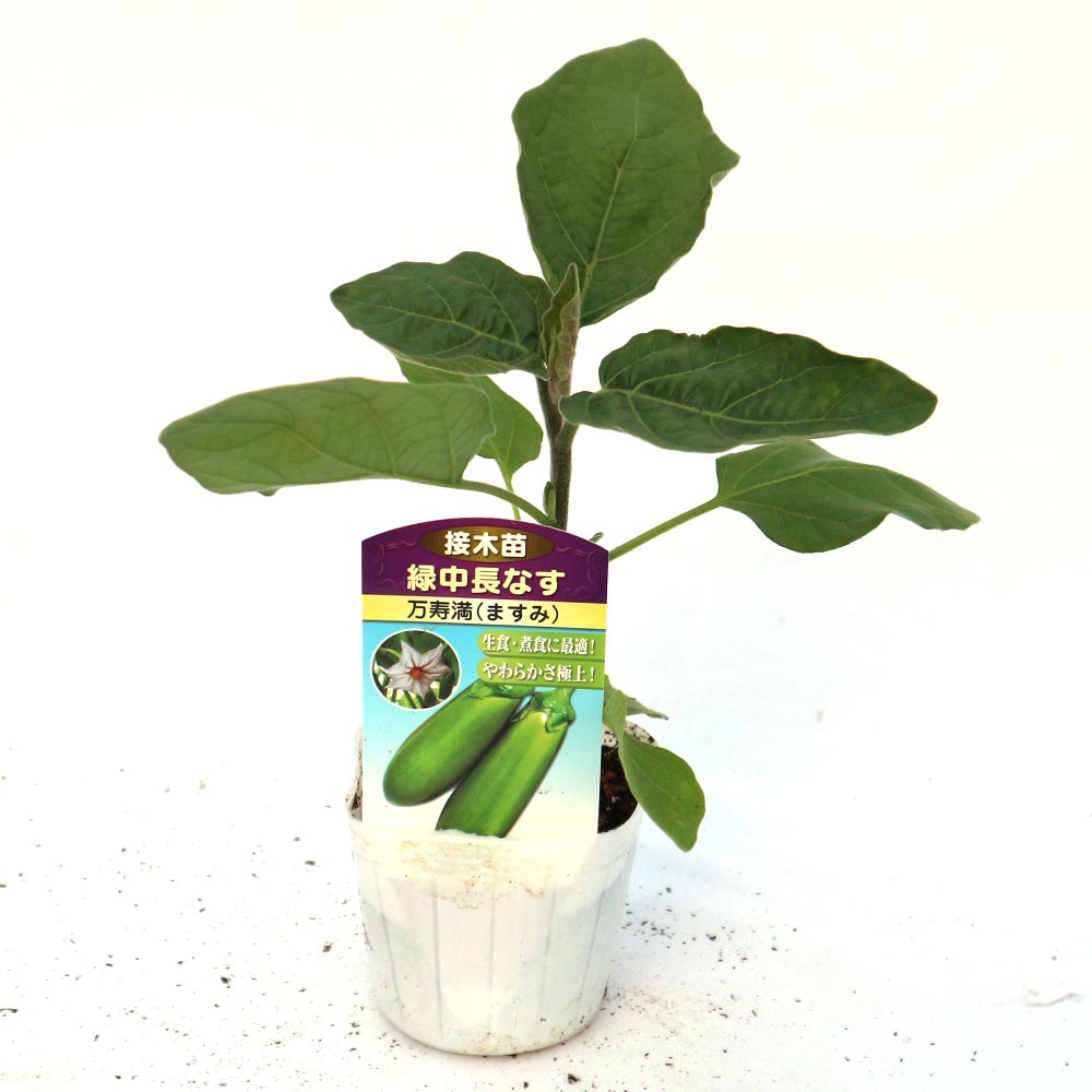 トロトロ緑なすび(中長タイプ)接木苗2個～【野菜 接木苗9cmポット／2個