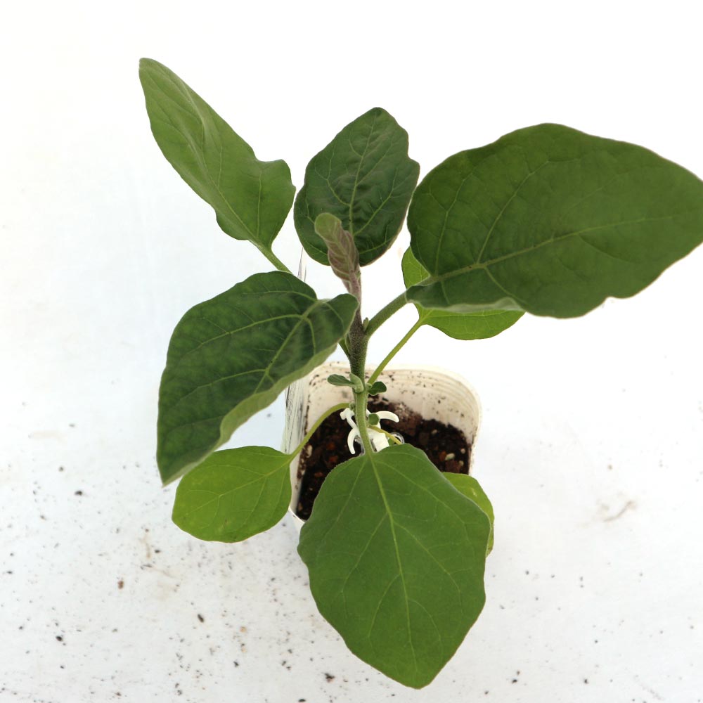 トロトロ緑なすび(中長タイプ)接木苗2個～【野菜 接木苗9cmポット