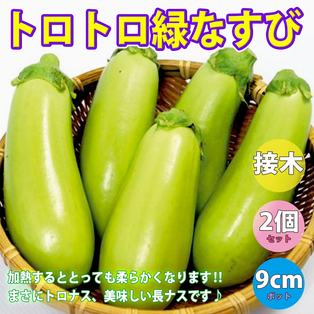 トロトロ緑なすび(中長タイプ)接木苗【野菜 接木苗9cmポット／2個セット】