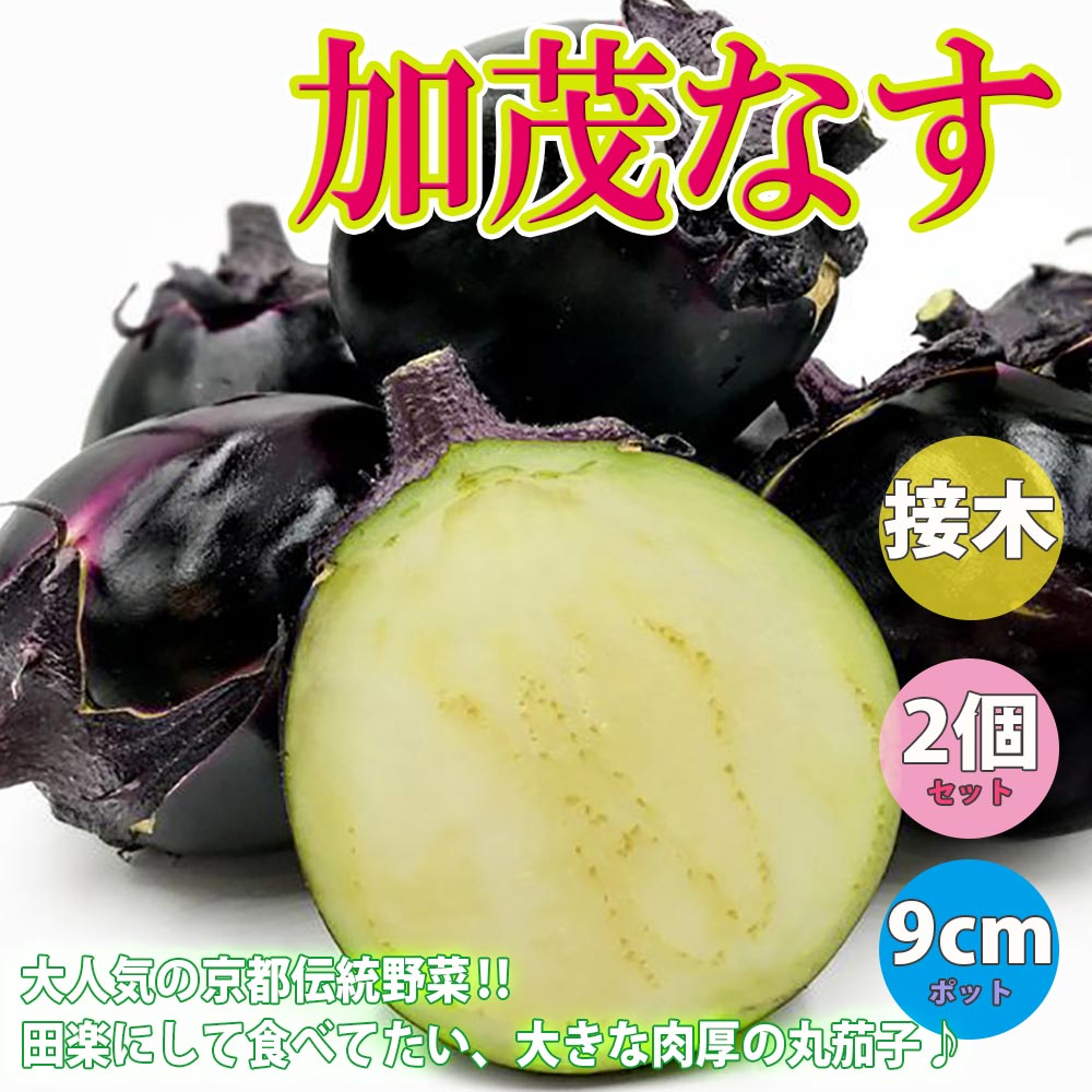 賀茂なす 接木苗2個～【野菜 接木苗9cmポット／2個セット】