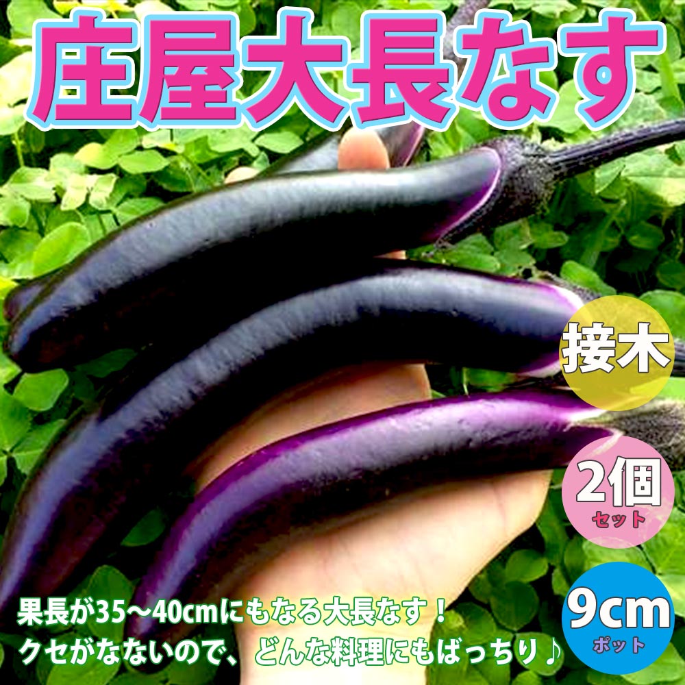 庄屋大長なす 接木苗2個～【野菜 接木苗9cmポット／2個セット】