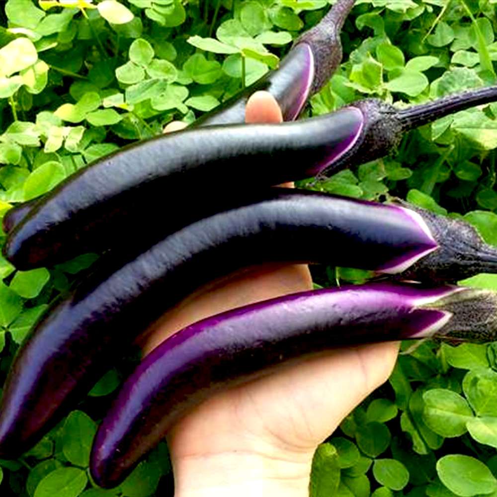 庄屋大長なす 接木苗2個～【野菜 接木苗9cmポット／2個セット】