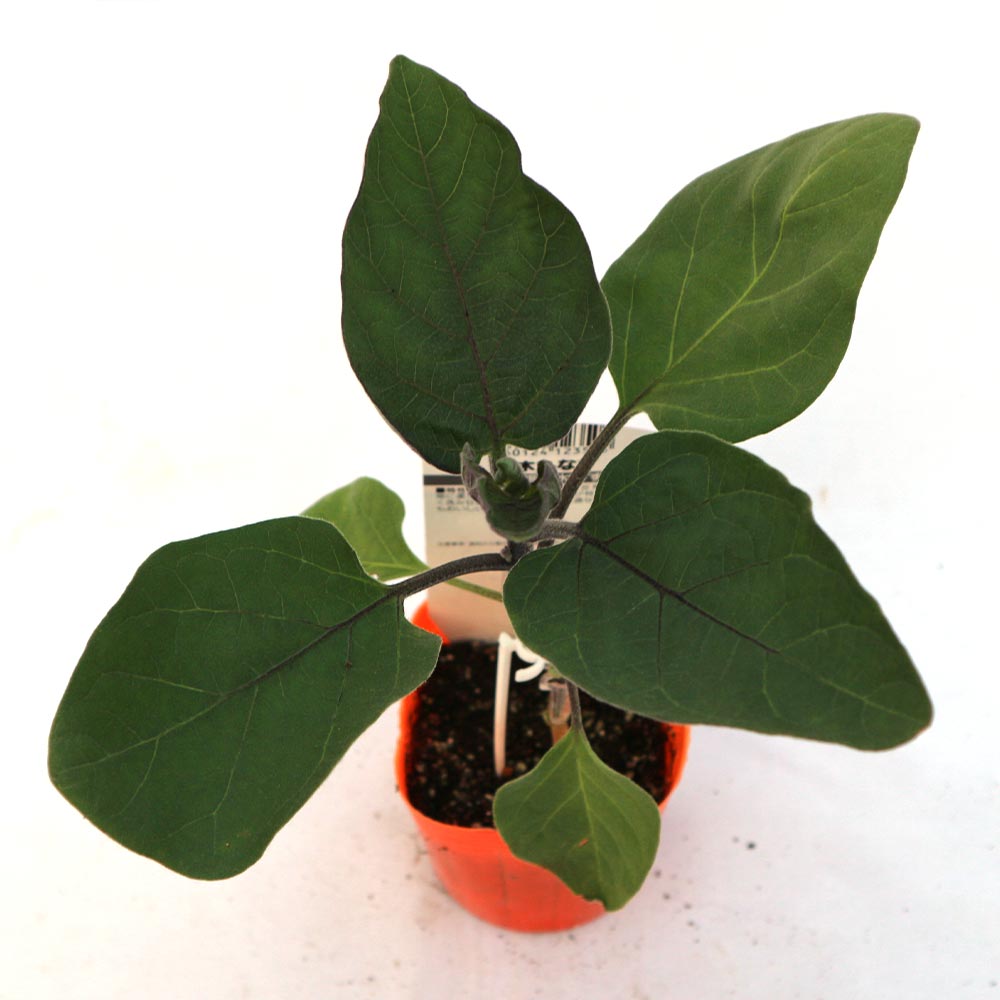 泉州絹皮水なす 接木苗2個～【野菜 接木苗9cmポット】｜ 【植物の