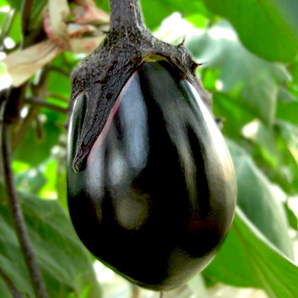 泉州絹皮水なす 接木苗2個～【野菜 接木苗9cmポット／2個セット】