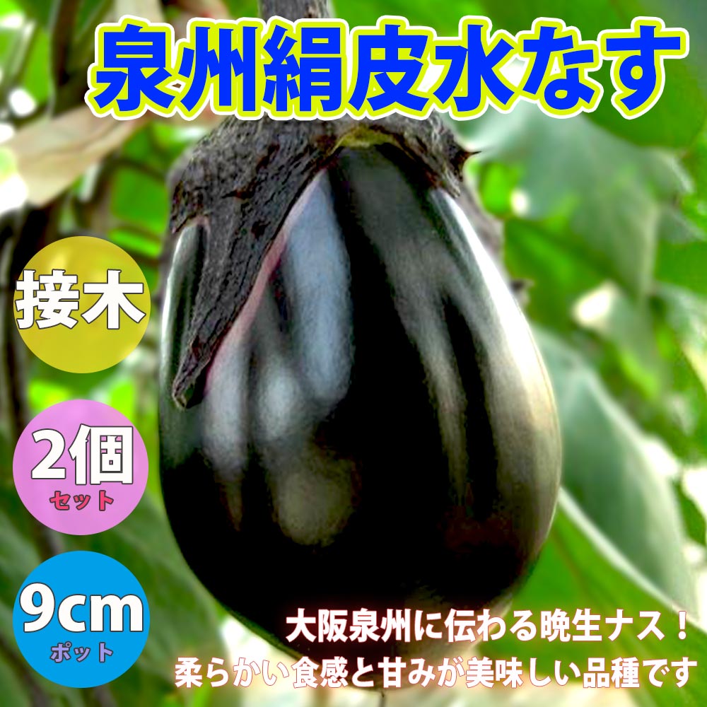 泉州絹皮水なす 接木苗2個～【野菜 接木苗9cmポット／2個セット】