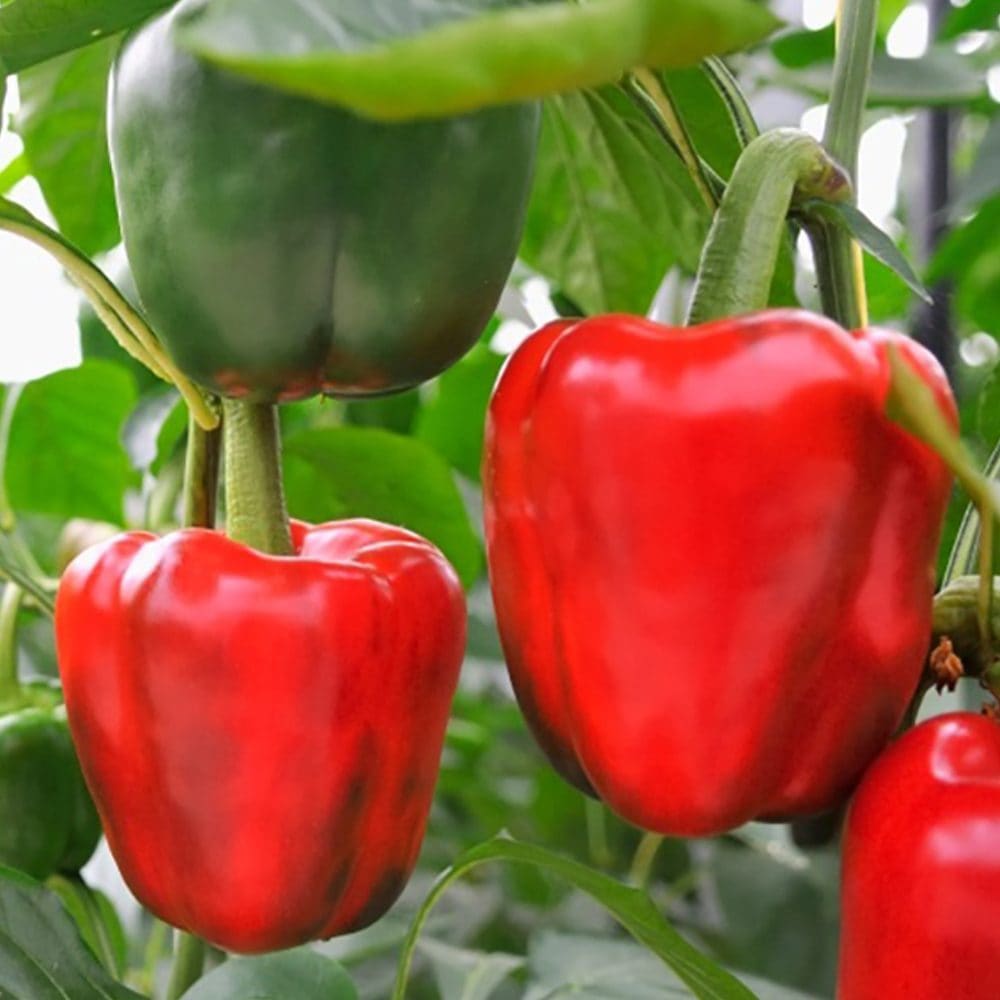 パプリカ・赤(フルーピーレッド自根苗)【野菜 自根苗9cmポット／3個セット】