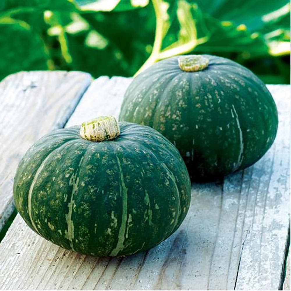 ほっこり姫 多収穫ミニかぼちゃ【野菜苗9cmポット／3個セット