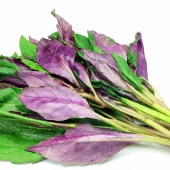 金時草(きんじそう・水前寺菜)【野菜苗9cmポット／3個セット】|野菜苗