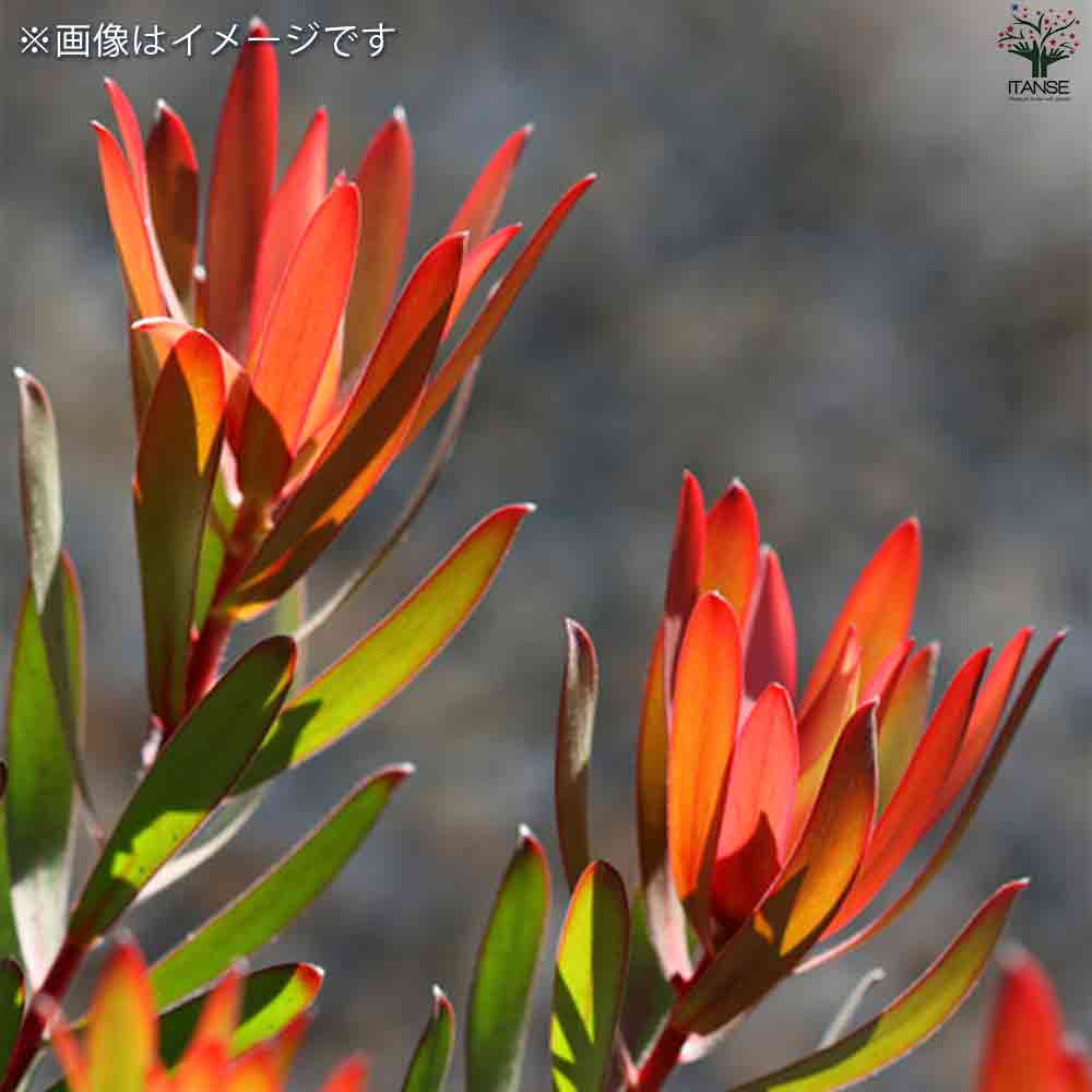 リューカデンドロン レッドジェム 【花苗 5号鉢／1個売り】｜ 【植物の