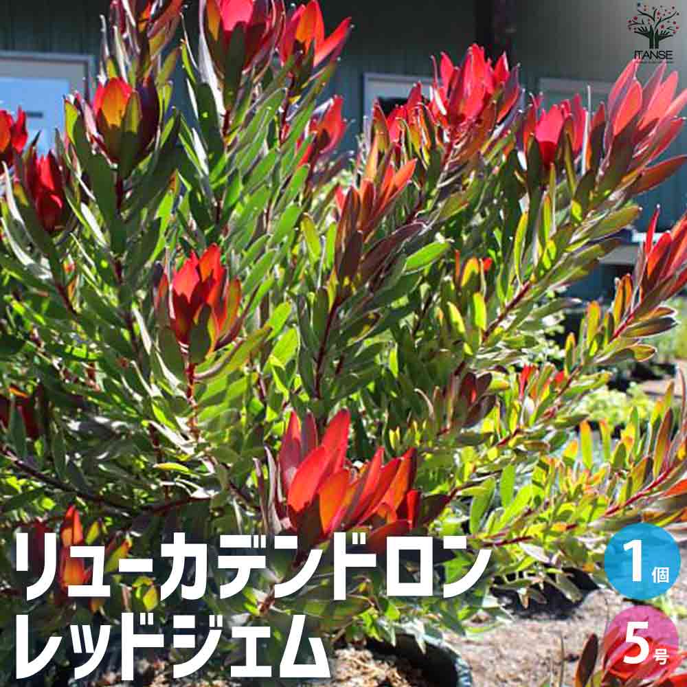 リューカデンドロン レッドジェム 【花苗 5号鉢／1個売り】