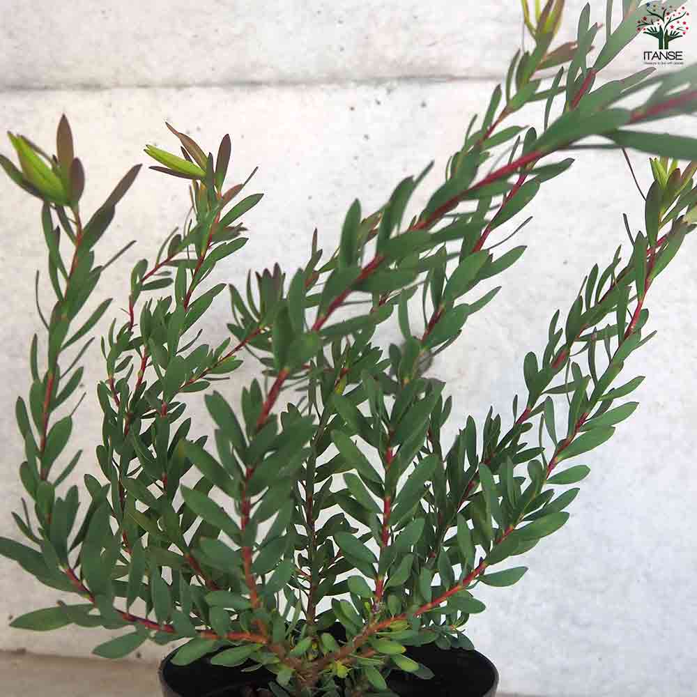 リューカデンドロン ベビーブーケット 【花苗 5号鉢／1個売り