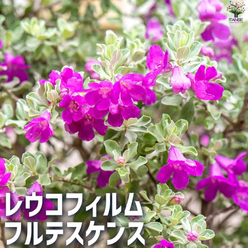 レウコフィルム フルテスケンス 【花木苗 3号ポット】｜ 【植物