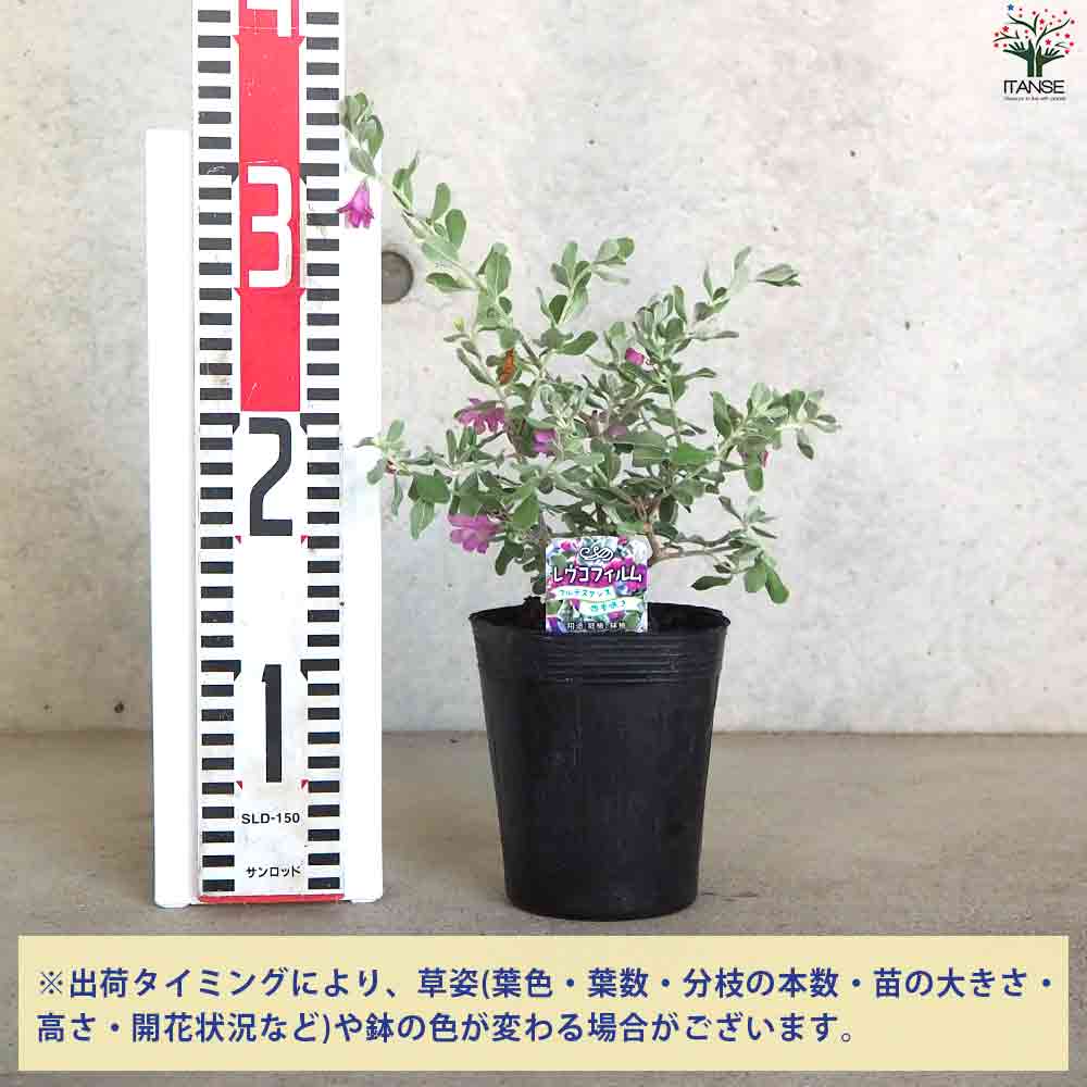 レウコフィルム フルテスケンス 【花苗 3.5号ポット】｜ 【植物