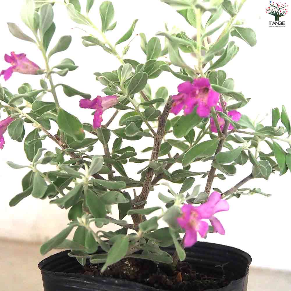 レウコフィルム 3 フルテスケンス ファイバー鉢 シルバーリーフ】 レウコフィルム 『フルテスケンス』 3寸ロングPOT