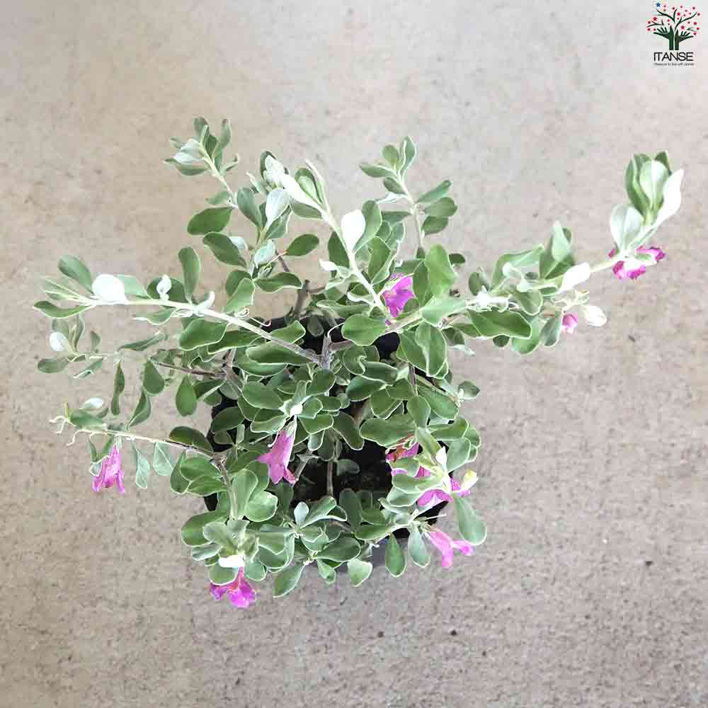 レウコフィルム フルテスケンス 【花苗 3.5号ポット】｜ 【植物