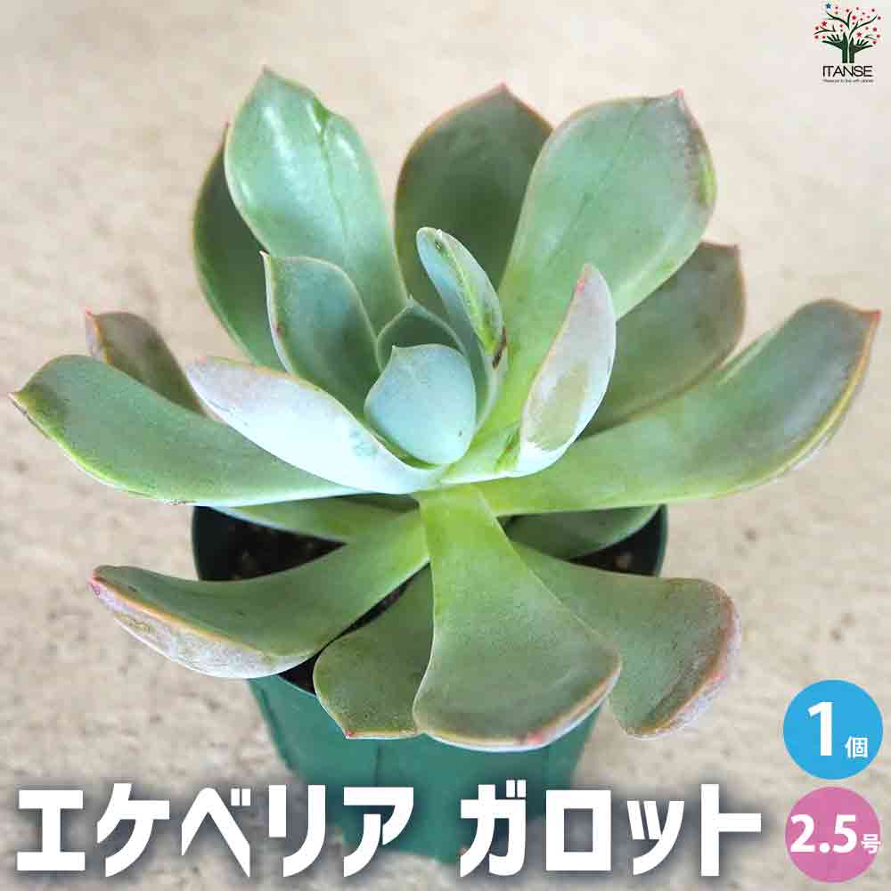 エケベリア ガロット 【多肉植物 2.5号鉢／1個売り】