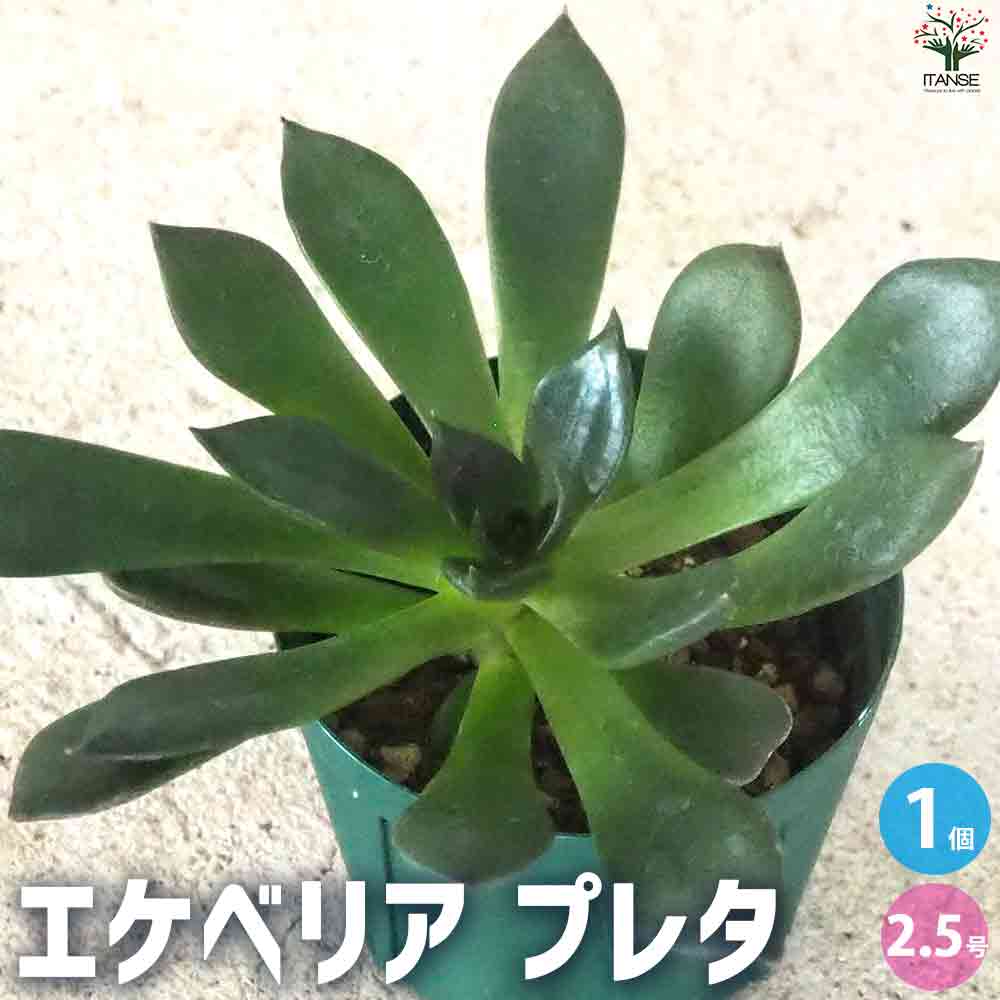 エケベリア プレタ 【多肉植物 2.5号鉢／1個売り】