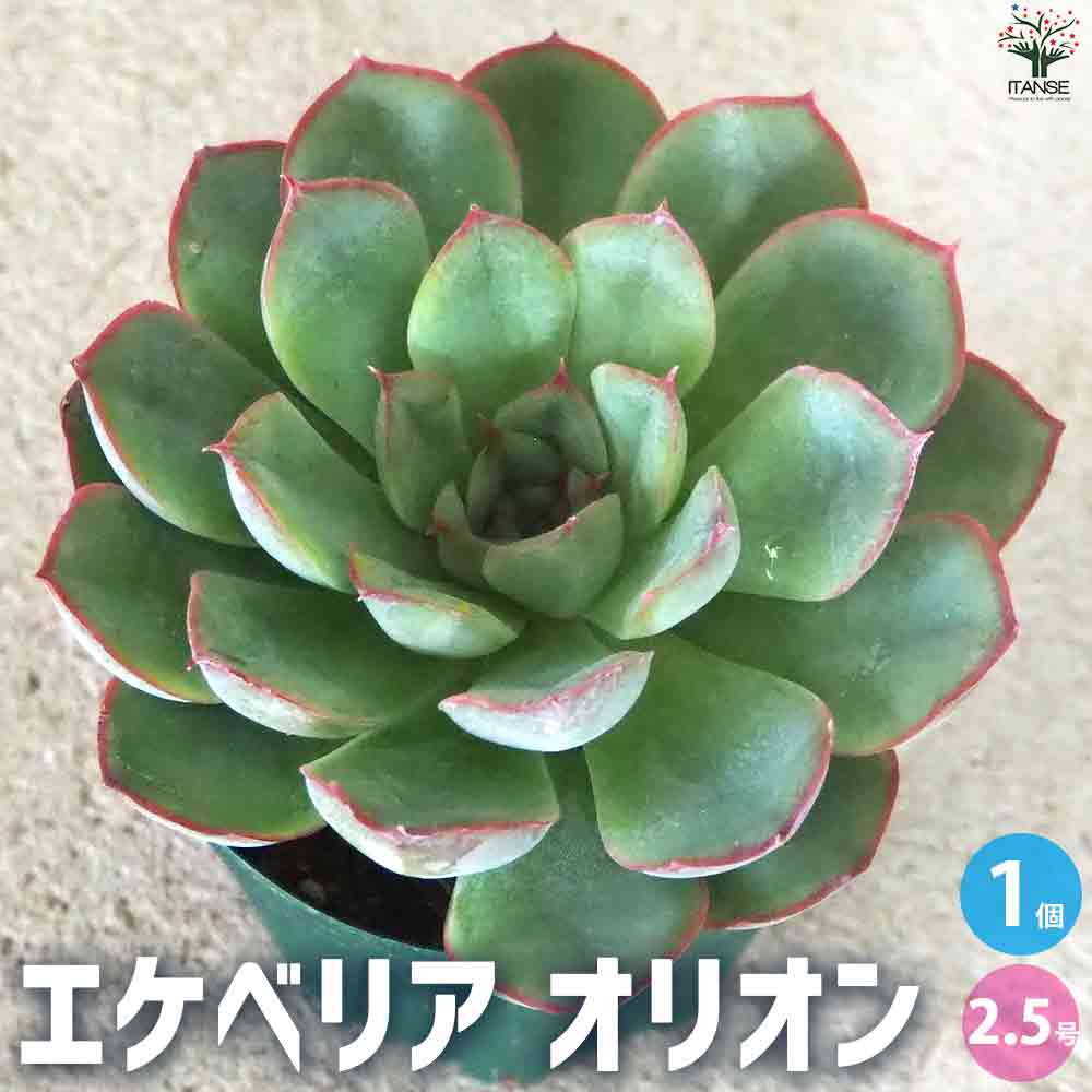 エケベリア オリオン 【多肉植物 2.5号鉢／1個売り】