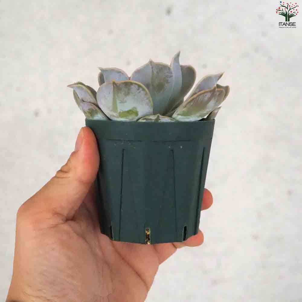 エケベリア リラシナ 【多肉植物 2.5号鉢／1個売り】｜ 【植物の