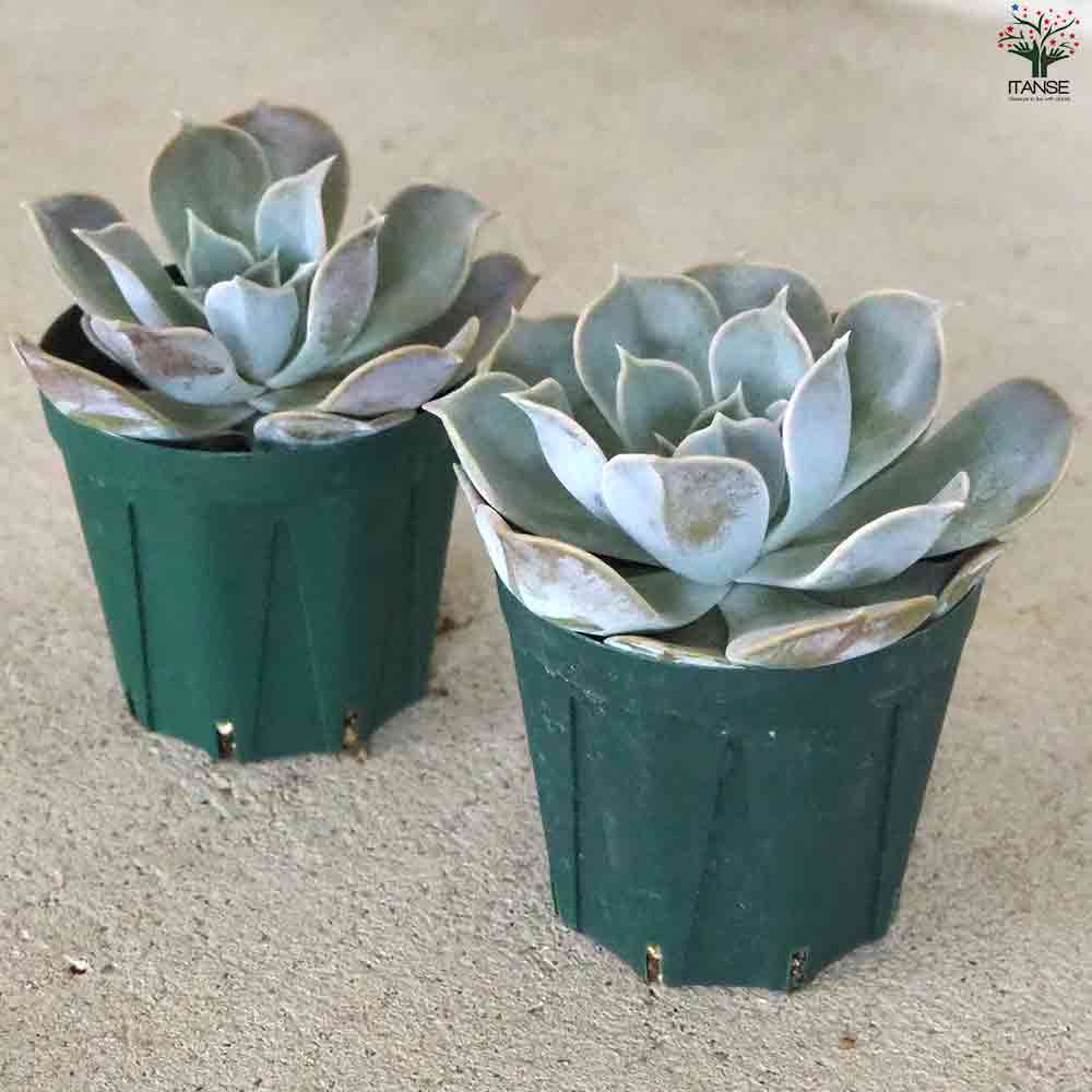 エケベリア リラシナ 【多肉植物 2.5号鉢／1個売り】｜ 【植物の