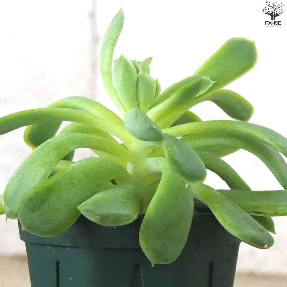 エケベリア 花うらら 【多肉植物 2.5号鉢／1個売り】｜ 【植物の