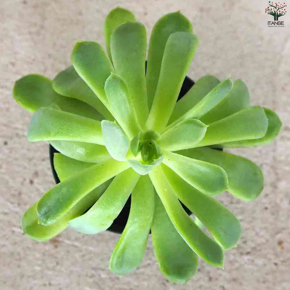 エケベリア 花うらら 【多肉植物 2.5号鉢／1個売り】｜ 【植物の