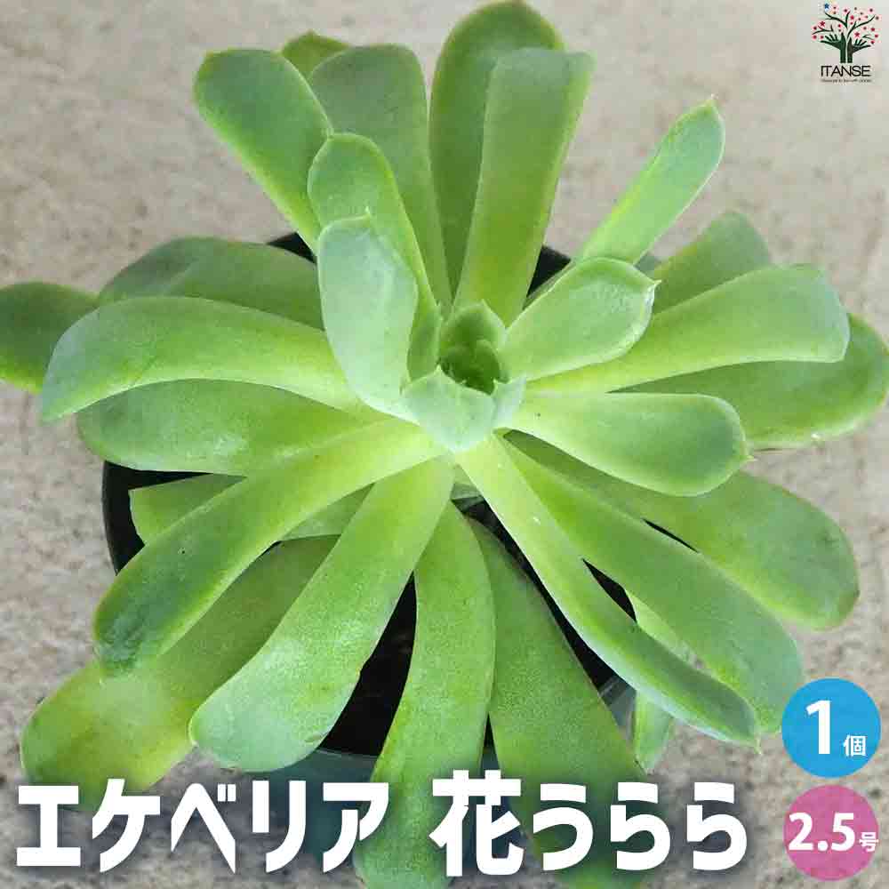 エケベリア 花うらら 【多肉植物 2.5号鉢／1個売り】