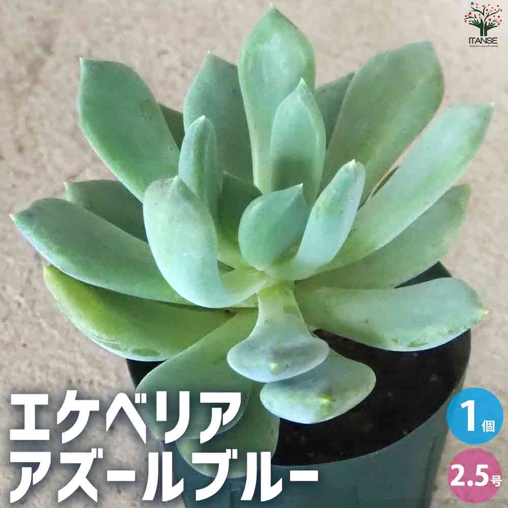 エケベリア アズールブルー 【多肉植物 2.5号鉢／1個売り】｜ 【植物の
