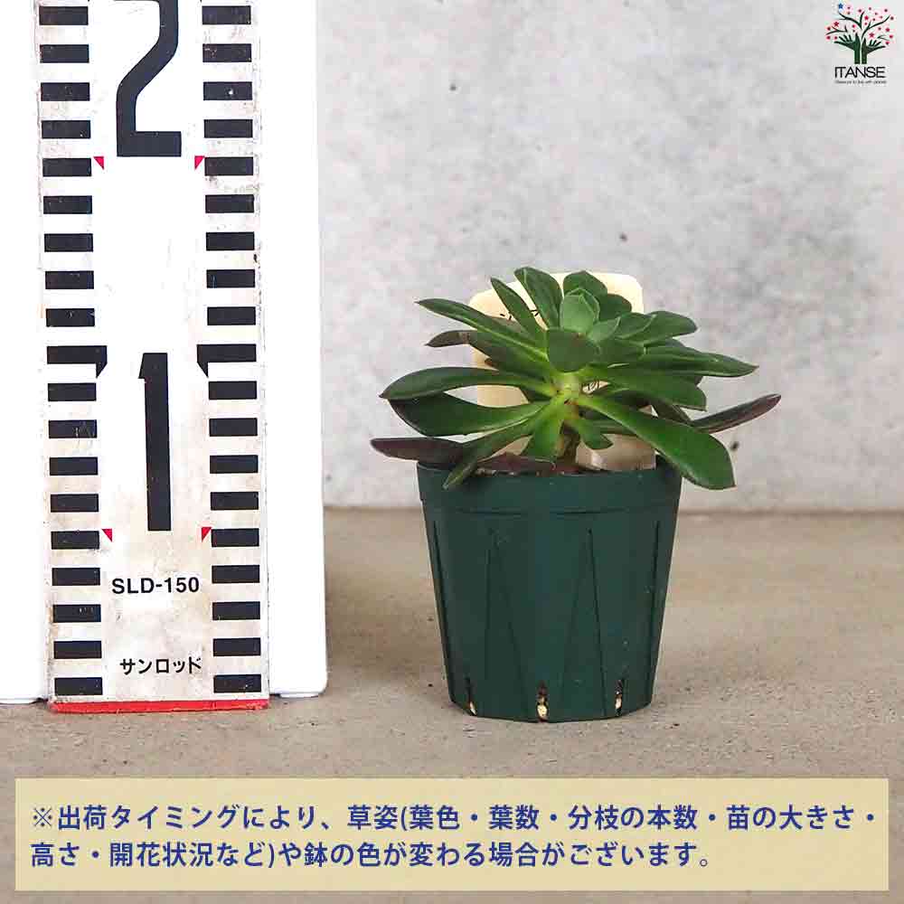 エケベリア ジョアンダニエル 【多肉植物 2.5号鉢／1個売り】｜ 【植物