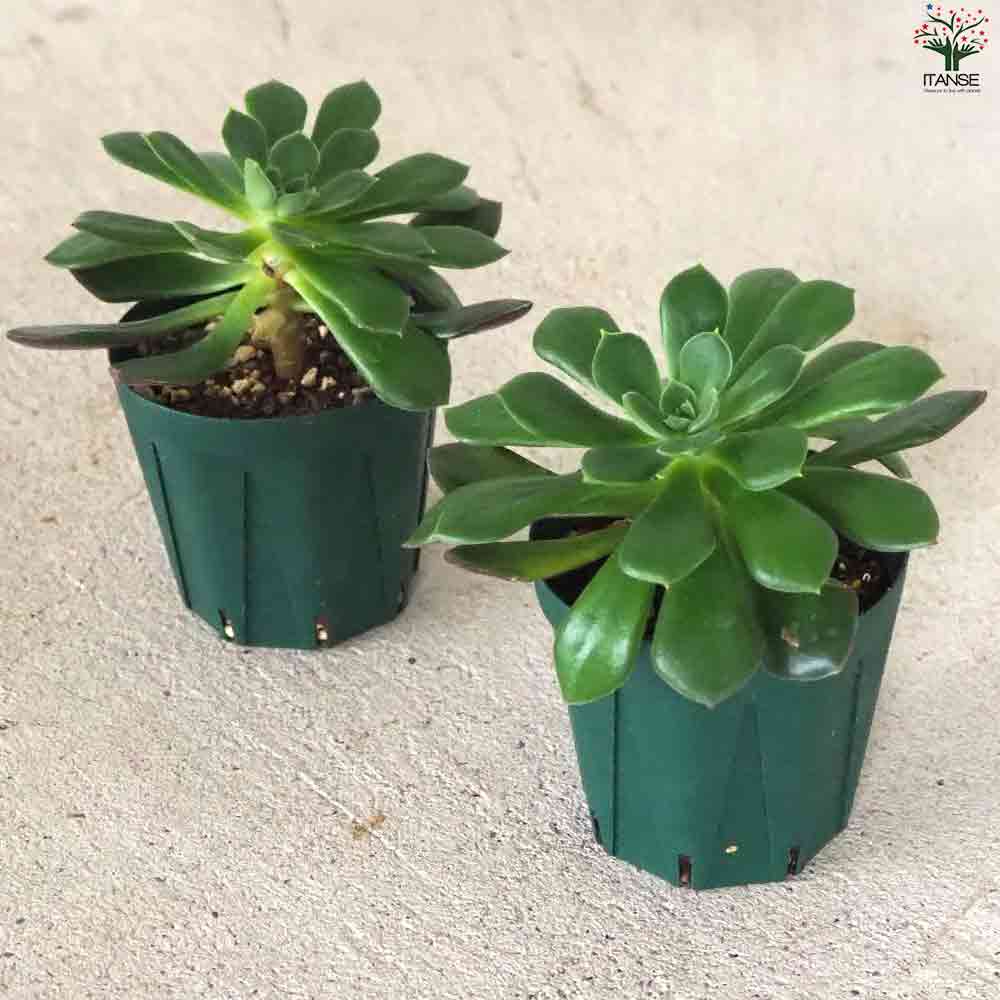 多肉植物　⭐️⭐️⭐️  ジョアンダニエル　抜き苗 多肉植物 ジョアンダニエル 抜き苗 多肉植物 ジョアンダニエル抜き苗