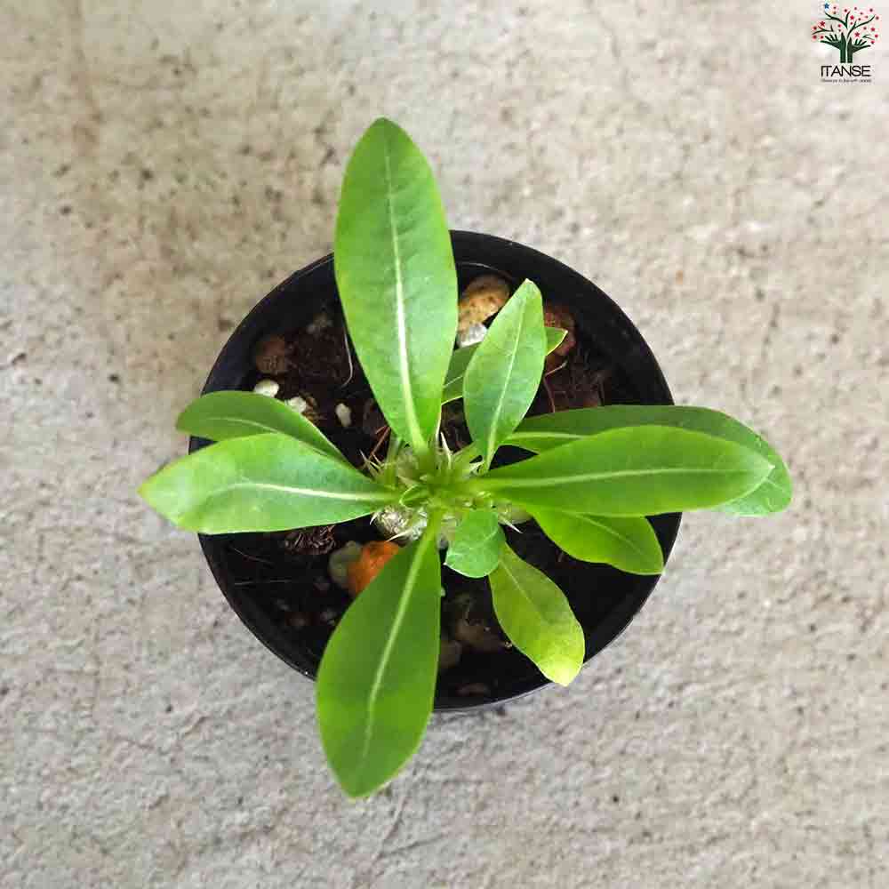 ohana　エニグマチカム2点 パキポディウム エニグマチカム 2号 – 鉢人