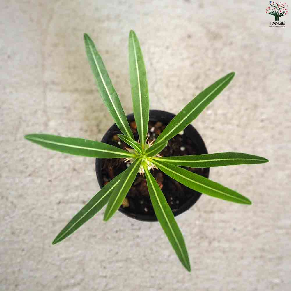 パキポディウム カクチペス鉢込◾️ボタナイズSHO-DO 塊根植物 自然がつくりだすアート。ボタナイズに訊いた、塊根植物の魅力と