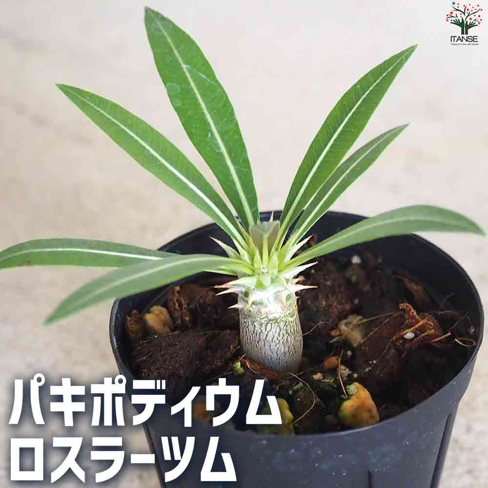 パキポディウム ロスラーツム 【多肉植物 2号鉢】