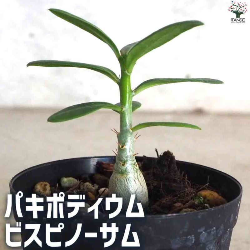 パキポディウム｜【植物のITANSE】全品送料無料・即出荷!